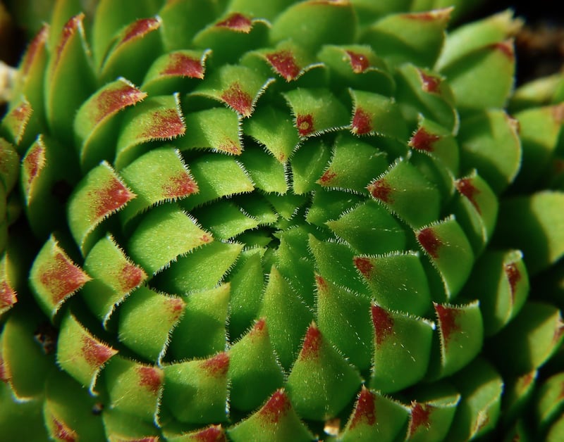 Succulent Wall Art